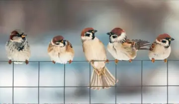 Fourth season of Hyderabad Bird Atlas to begin on July 4 aiming to add few more species