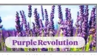 Purple revolution a model for rural communities