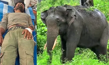 Chikkamagaluru: ಕಾಡಾನೆ ದಾಳಿ... ಭದ್ರಾ ವನ್ಯಜೀವಿ ವಿಭಾಗದ ಸಿಬ್ಬಂದಿ ಸ್ಥಿತಿ ಗಂಭೀರ