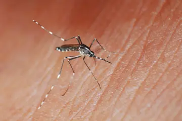 Climate change may expand chikungunya risk in North America, Europe and Asia, study says