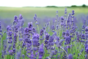 Purple Dreams on the Chenab Hills: Kishtwar's Lavender Revolution