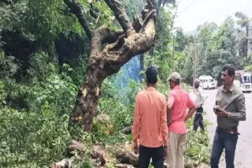 ಸಂಚಾರಕ್ಕೆ ತೊಡಕಾಗಿದ್ದ ಮರ ತೆರವು | Precautionary measure
