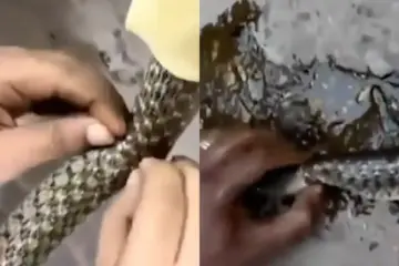 Viral : सांप के पेट में फंसी थी चांदी की अंगूठी, भारी मशक्कत के बाद रेस्क्यू किया, सुनार की ली मदद