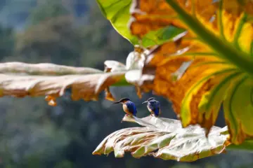 The world has spent 35 years funding biodiversity. Why is nature still losing?