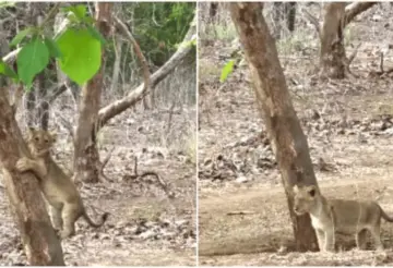 Curious lion cub climbs a tree, then climbs back down in an adorable way in Gir