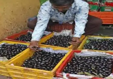 Jamun floods Bengaluru markets as bumper harvest drives prices down