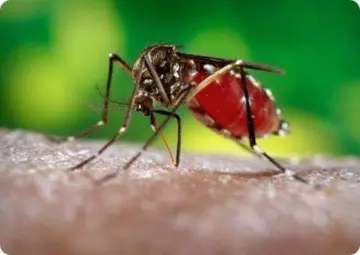 പാലക്കാട് ഡെങ്കിപ്പനി ബാധിച്ച്‌ വയോധിക മരിച്ചു; സംസ്ഥാനത്ത് പകര്‍ച്ചപ്പനി വ്യാപിക്കുന്നു