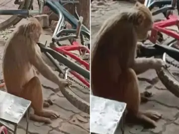 Video: 'सिर्फ़ उछल-कूद से पेट नहीं भरता!' साइकिल का पंचर सही करने बैठ गया बंदर, वीडियो हो रहा वायरल