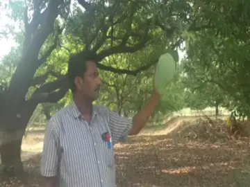 Meet the Noorjahan mango: Up to 5 kg in weight, Rs 3,000 in price per piece