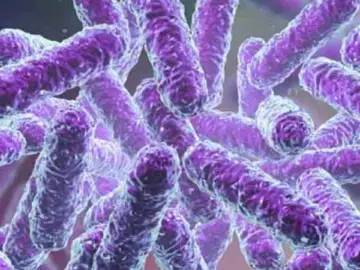 Shigella: ഷിഗെല്ലയെ പേടിക്കണം; അറിയാം രോഗലക്ഷണങ്ങള്‍