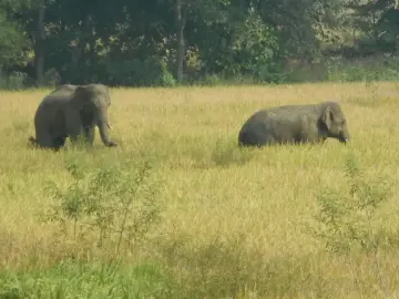 Conflict in the backyard: In Jharkhand, a single night of elephant raids can wipe out months of farm work
