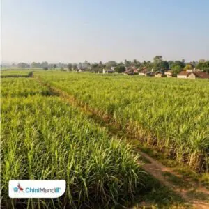 जिम्बाब्वे ने गन्ना उद्योग के लिए 10 वर्षीय विकास योजना को मंजूरी दी, चीनी और एथेनॉल उत्पादन बढ़ाने पर जोर