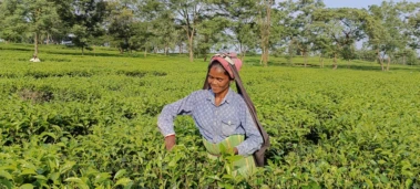 From plantation protests to the UN: How the International Tea Day has evolved
