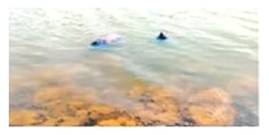 पुसली बांध में डूबकर तीन भाई-बहन की मौत