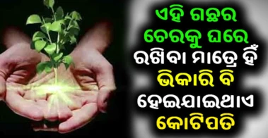 ଏହି ଗଛର ଚେରକୁ ଘରେ ରଖିବା ମାତ୍ରେ ହିଁ ଭିକାରି ବି ହେଇଯାଏ କୋଟିପତି