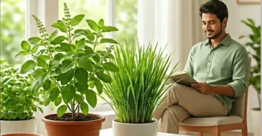 "মশার ধূপকে বলুন বিদায়!"-মশা-মাছি তাড়াতে ঘরে রাখুন এই ৫টি গাছ, জেনেনিন নাম