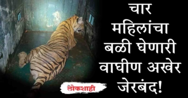 चार महिलांचा बळी घेणारी वाघीण अखेर जेरबंद!