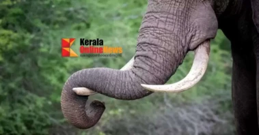 കോതമംഗലത്ത് കാട്ടാന ആക്രമണത്തില്‍ ഒരു മരണം