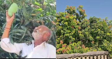 Gujarat Farmer Successfully Grows 14 Mango Varieties On A Single Tree