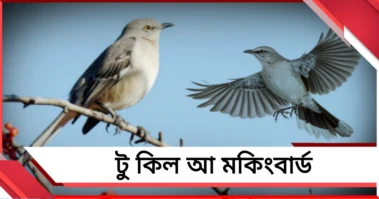 'টু কিল আ মকিংবার্ড', উৎপল সিনহার কলম