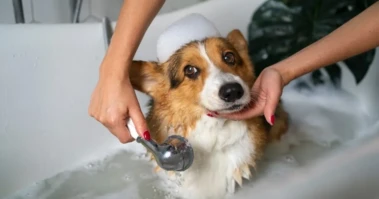7 Ways To Keep Pets Safe During Heatwaves And Prevent Heatstroke