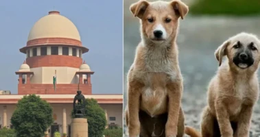 देशभर में आवारा कुत्तों को मारने पर रोक की मांग. NGO पहुंचा सुप्रीम कोर्ट