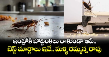 ఇంట్లోకి బొద్దింకలు రాకుండా ఆపే బెస్ట్ మార్గాలు ఇవే.. మళ్ళి  రమ్మన్న రావు...