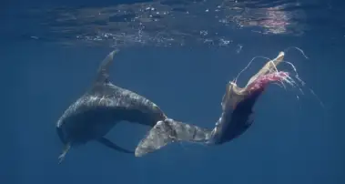 Early intervention saves entangled whales