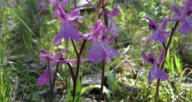 Hidden cost of Mediterranean's love for edible orchids