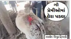 તળાજાના ગોરખી ગામે ગૌવંશ પર જ્વલનશીલ પ્રવાહી છાંટી નરાધમોએ ચામડી બાળી નાખી