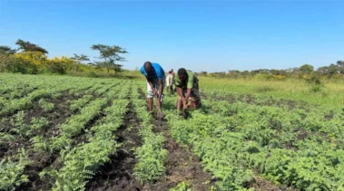 ICRISAT Expands Climate-Resilient Chickpea Production in Southern Africa Amid Rising Market Demand