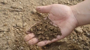 India Pushes Balanced Fertiliser Use as Global Supply Concerns Drive Up Costs