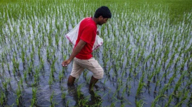 How Fertilizer Policies Could Exacerbate Hormuz Price Shocks