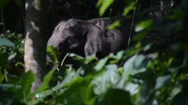 Elephant                                                                                    ডুয়ার্স জুড়ে হাতির তাণ্ডব, স্কুল চত্বরে হাতির পাল!