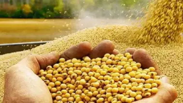 किसान घाटे में और व्यापारी मुनाफे में, सोयाबीन के बढ़े दाम से किसानों में नाराज़गी, व्यापारियों को बड़ा फायदा
