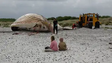 'Timmy' the humpback whale hauled ashore on Danish island