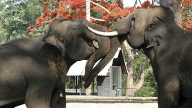 'They're still wild animals': Fatal incident at Dubare camp highlights risks in close-contact elephant tourism