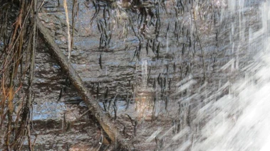 Against the flow: Thousands of small fish defy gravity to climb Congo waterfall