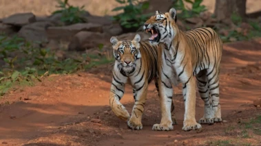 Tigers prefer breeding in private, tourists taking away their moments to love