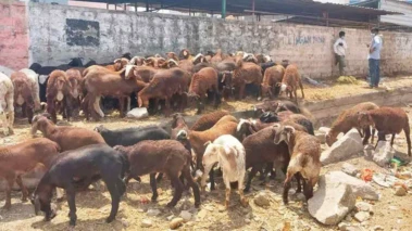 Sheep | హైదరాబాద్‌లో భారీగా పెరిగిన గొర్రెల ధరలు..! ఎందుకో తెలుసా..?