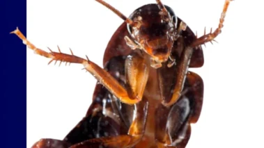 'Wildest digital movement of the year' or 'alternative to NOTA': Cockroach Janta Party takes over internet