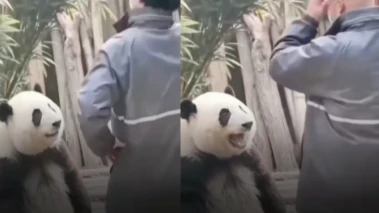 விழுந்து விழுந்து சிரித்த பாண்டா கரடி: கேர் டேக்கரின் விக் விழுந்ததும் நடந்த கியூட் சம்பவம் - வீடியோ வைரல்