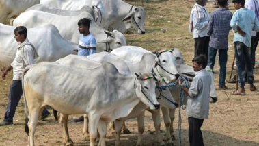 कलकत्ता हाई कोर्ट का बड़ा फैसला: बकरीद पर गाय की कुर्बानी इस्लाम का अनिवार्य हिस्सा नहीं