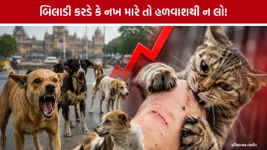 વડોદરામાં રખડતા શ્વાન પછી હવે બિલાડીઓનો આતંક! 4 મહિનામાં 4,000 થી વધુ કેસ નોંધાયા