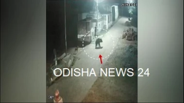 ଗାଁ'ରେ ବୁଲୁଛି ଭାଲୁ, ଅଞ୍ଚଳବାସୀ ଭୟଭୀତ