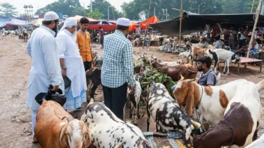 Calcutta HC disposes pleas against Bengal govt's Eid cattle slaughter restrictions