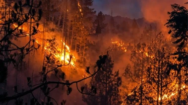WATCH: Massive Fire Engulfs Forests in Uttarakhand's Tehri, Shocking Video Emerges
