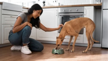 10 Vet-Approved Superfoods That Can Naturally Improve Your Dog's Health