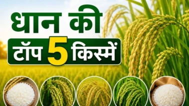 खरीफ सीजन में कौन सी धान की वैरायटी देगी ज्यादा मुनाफा? जानें किसानों के लिए सबसे फायदेमंद किस्में