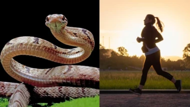 फौरन बदलें अपनी ये आदतें! बढ़ा देती हैं सांप के काटने का खतरा